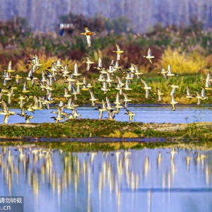 江蘇泗洪：大批候鳥抵達(dá)洪澤湖濕地